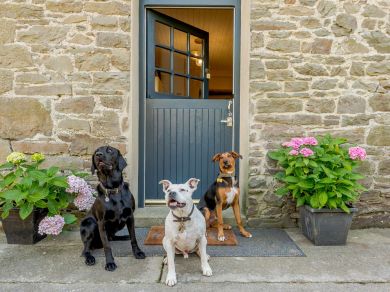 Mulberry Cottage - Llandysul (OC-88684)