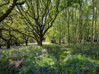 The Copse (OC-G0141) The Copse (OC-G0141)