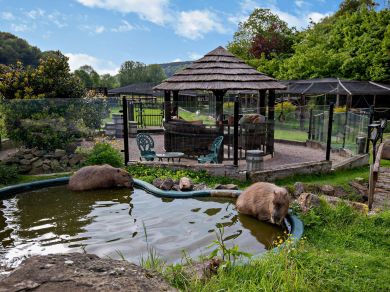 Kune Kune - Exotic Animal Retreat (OC-50563) Kune Kune - Exotic Animal Retreat (OC-50563)