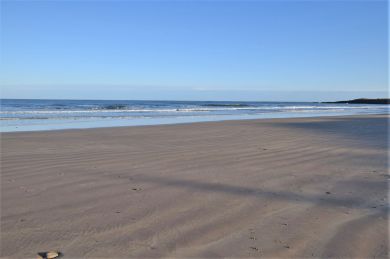 Coquet (OC-C29955)