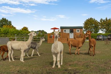 Alpaca Retreat (OC-A46036) Alpaca Retreat (OC-A46036)
