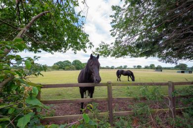 The Paddocks (OC-1193) The Paddocks (OC-1193)