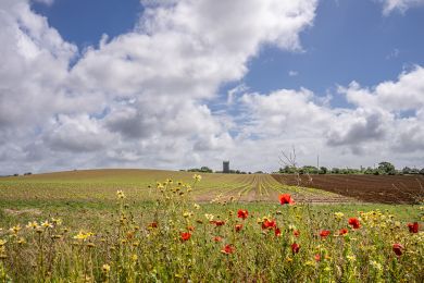 Field View (OC-F45355)