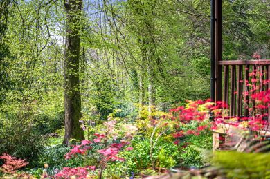 Woodland Views Lodge (OC-W32019)