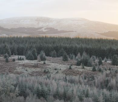 The Coorie (OC-D616822) The Coorie (OC-D616822)