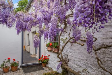 Wisteria Cottage-Cornwall (OC-L25911)