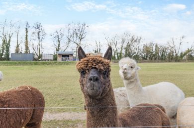 The Alpaca Lookout (OC-T30359)