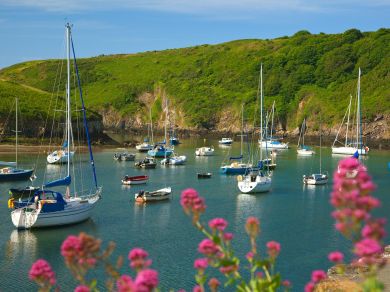 Gwynfryn (OC-88892)