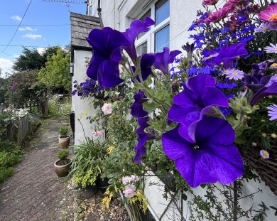 Campanula Cottage (OC-C30474)