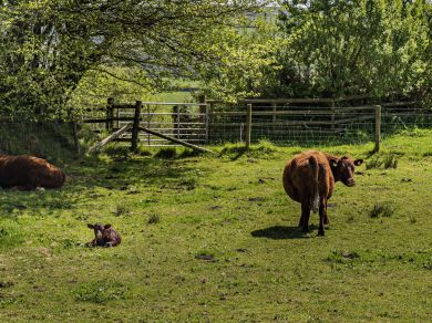 Stable Cottage - Challacombe (OC-83063) Stable Cottage - Challacombe (OC-83063)