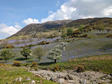 Croft House Farm - Buttermere (OC-82775) Croft House Farm - Buttermere (OC-82775)