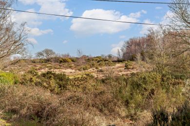 Suffolk Punch Cottage (OC-S27303) Suffolk Punch Cottage (OC-S27303)