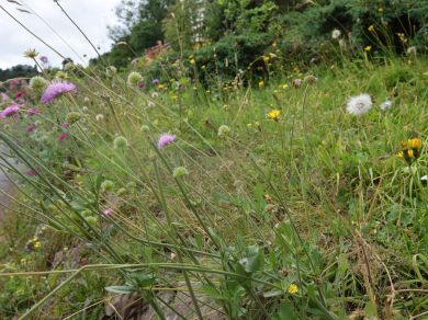 Quarry Cottage Symonds Yat (OC-72538)