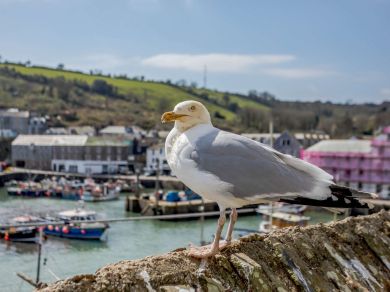 Mevagissey Quayside Cottage (OC-MEVAC)