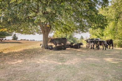 Park View - Minchinhampton Common (OC-P32980) Park View - Minchinhampton Common (OC-P32980)