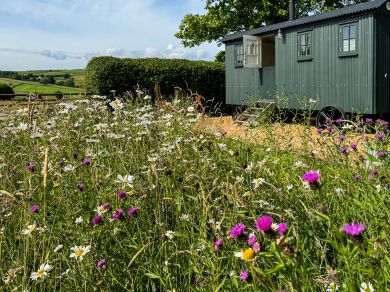 The Curlew Shepherds Hut (OC-87592)