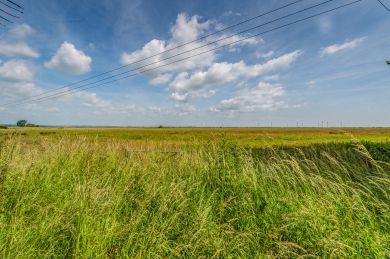 Marsh Mellow - Camber Sands (OC-M32291)