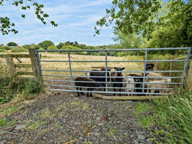 Donkey Farm (OC-92746) Donkey Farm (OC-92746)