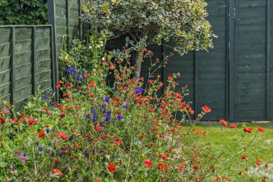 Bramble Cottage - Trefanny Hill (OC-B29367)