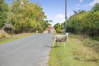 Cappercleuch - Goathland (OC-C32364) Cappercleuch - Goathland (OC-C32364)
