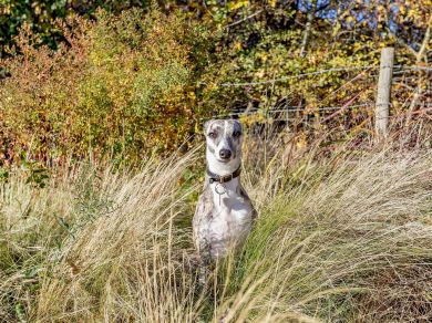 Buddy (OC-93761)