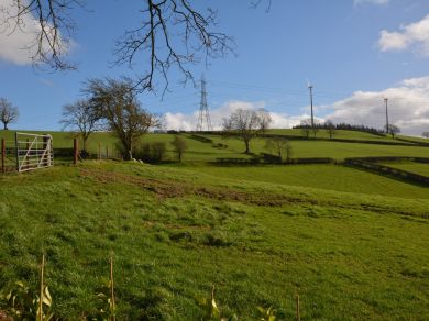 Y Gadlas - Nant Celyn (OC-80319)
