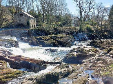 Llwyngwyn (OC-L45978) Llwyngwyn (OC-L45978)