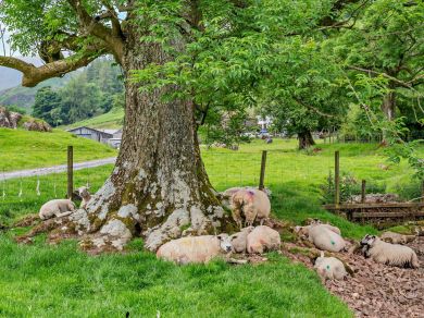 Herdwick Hideaway At Deepdale Hall (OC-85531) Herdwick Hideaway At Deepdale Hall (OC-85531)