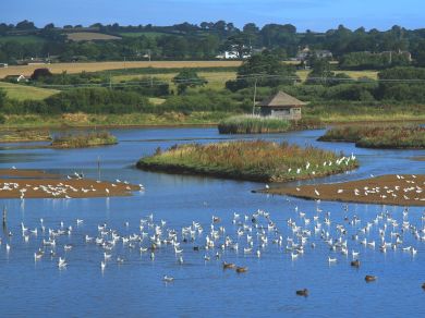 Beech Cottage - Rousdon (OC-61809) Beech Cottage - Rousdon (OC-61809)