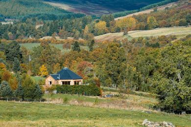 Silver Birch Treehouse (OC-D65284) Silver Birch Treehouse (OC-D65284)