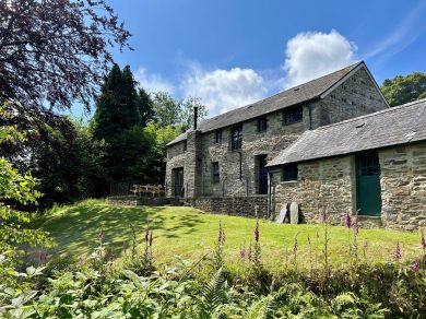 Blaenffawydden Coch (OC-79046) Blaenffawydden Coch (OC-79046)