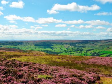 A Nest - Kirkbymoorside (OC-82843)
