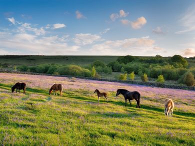 The Linhay Barn - Lukesland (OC-88096)
