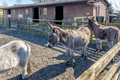 The Old Stables (OC-DS1055)