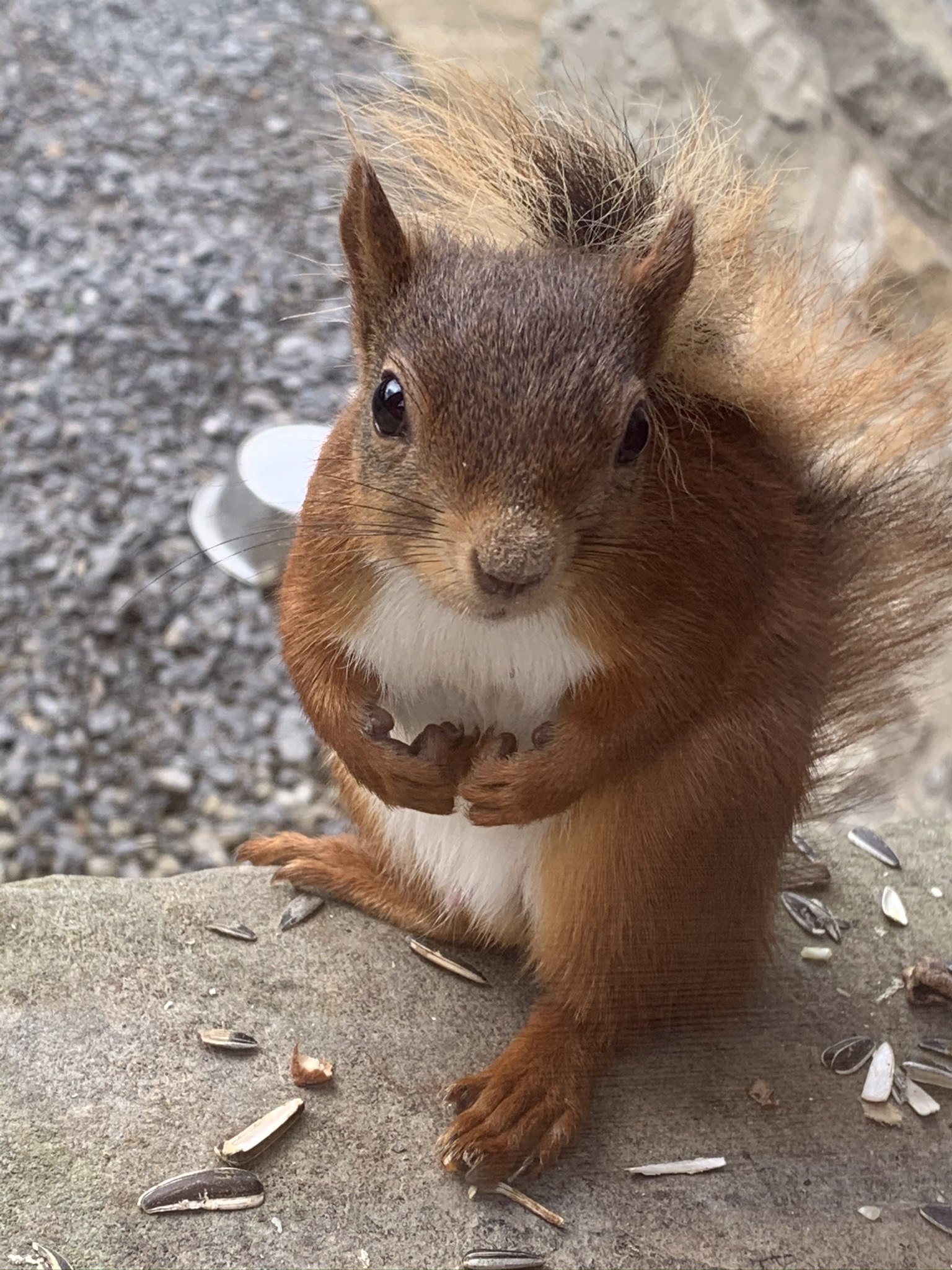 Red Squirrel Cottage | Red Squirrel Cottage In Hawes