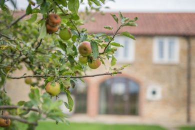 Pear Tree Cottage (OC-Y008) Pear Tree Cottage (OC-Y008)