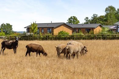 Chestnut Lodge (OC-C45413) Chestnut Lodge (OC-C45413)