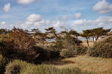 Skylarks (OC-L50127) Skylarks (OC-L50127)