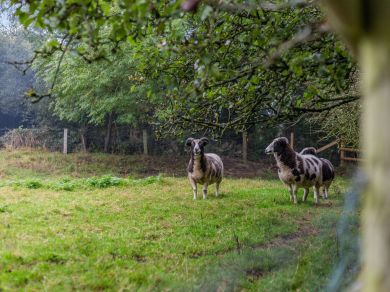 Thorpe Green (OC-85565) Thorpe Green (OC-85565)